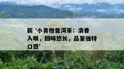 新 '小青柑普洱茶：清香入喉，回味悠长，品鉴独特口感'