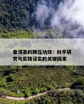 普洱茶的降压功效：科学研究与实践证实的关键因素