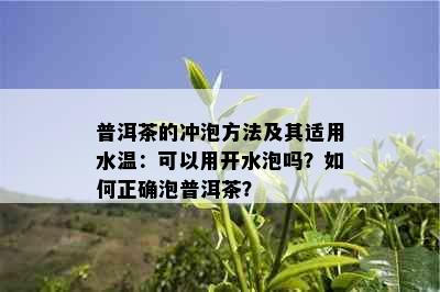 普洱茶的冲泡方法及其适用水温：可以用开水泡吗？如何正确泡普洱茶？