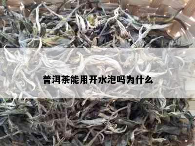 普洱茶能用开水泡吗为什么