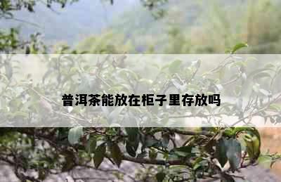 普洱茶能放在柜子里存放吗