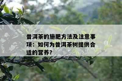 普洱茶的施肥方法及注意事项：如何为普洱茶树提供合适的营养？