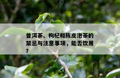 普洱茶、枸杞和陈皮泡茶的禁忌与注意事项，能否饮用？