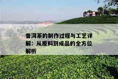 普洱茶的制作过程与工艺详解：从原料到成品的全方位解析