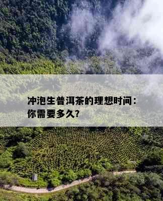 冲泡生普洱茶的理想时间：你需要多久？