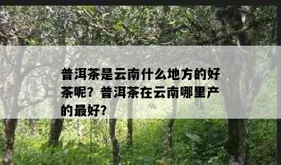 普洱茶是云南什么地方的好茶呢？普洱茶在云南哪里产的更好？