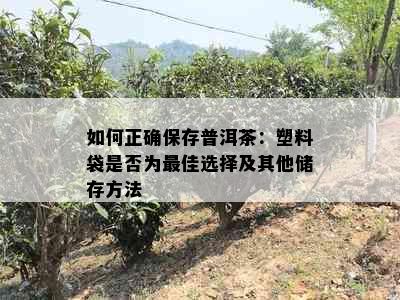 如何正确保存普洱茶：塑料袋是否为更佳选择及其他储存方法