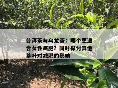 普洱茶与乌龙茶：哪个更适合女性减肥？同时探讨其他茶叶对减肥的影响