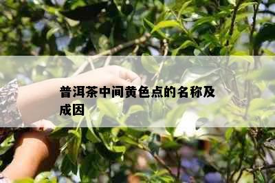 普洱茶中间黄色点的名称及成因