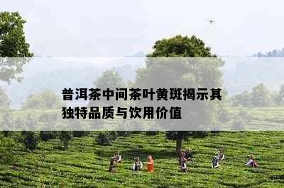 普洱茶中间茶叶黄斑揭示其独特品质与饮用价值