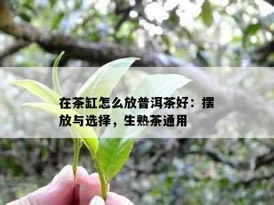 在茶缸怎么放普洱茶好：摆放与选择，生熟茶通用