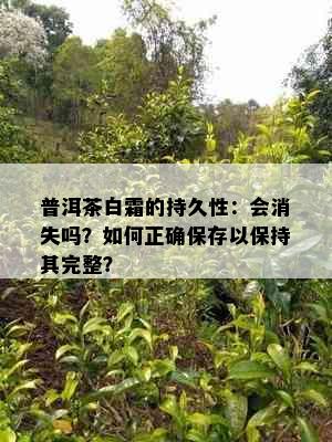 普洱茶白霜的持久性：会消失吗？如何正确保存以保持其完整？