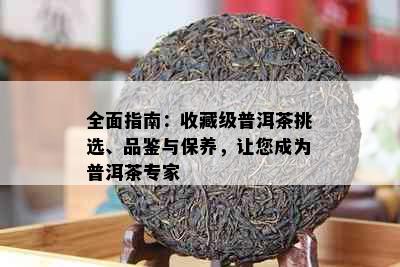 全面指南：收藏级普洱茶挑选、品鉴与保养，让您成为普洱茶专家