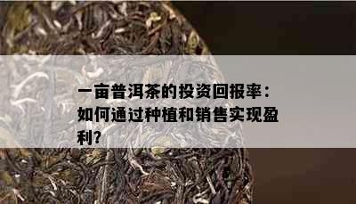 一亩普洱茶的投资回报率：如何通过种植和销售实现盈利？