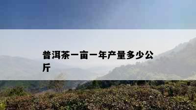 普洱茶一亩一年产量多少公斤