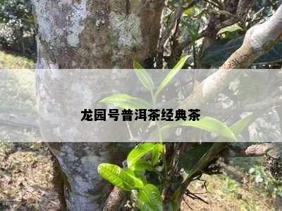 龙园号普洱茶经典茶