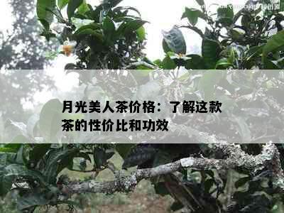 月光美人茶价格：了解这款茶的性价比和功效