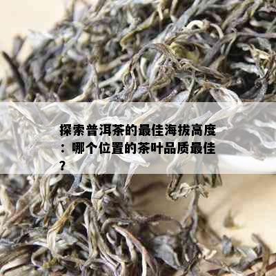 探索普洱茶的更佳海拔高度：哪个位置的茶叶品质更佳？