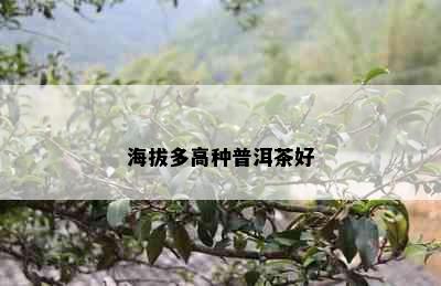 海拔多高种普洱茶好