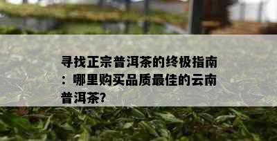 寻找正宗普洱茶的终极指南：哪里购买品质更佳的云南普洱茶？