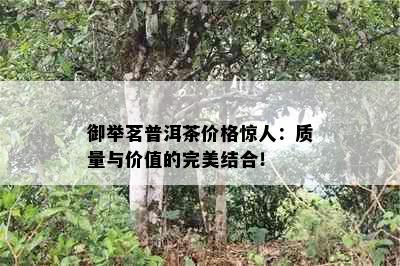 御举茗普洱茶价格惊人：质量与价值的完美结合！