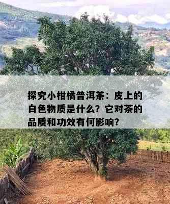 探究小柑橘普洱茶：皮上的白色物质是什么？它对茶的品质和功效有何影响？