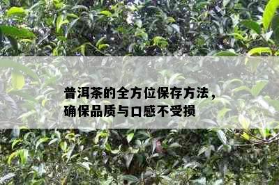 普洱茶的全方位保存方法，确保品质与口感不受损