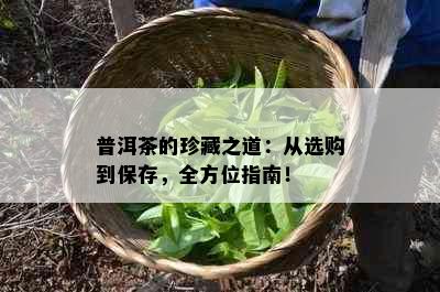 普洱茶的珍藏之道：从选购到保存，全方位指南！