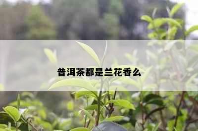 普洱茶都是兰花香么