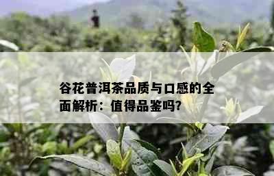 谷花普洱茶品质与口感的全面解析：值得品鉴吗？