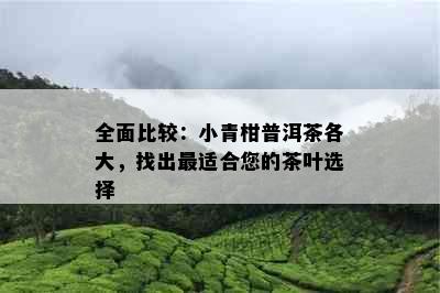 全面比较：小青柑普洱茶各大，找出最适合您的茶叶选择