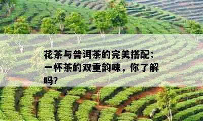 花茶与普洱茶的完美搭配：一杯茶的双重韵味，你了解吗？