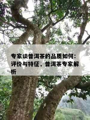 专家谈普洱茶的品质如何：评价与特征，普洱茶专家解析