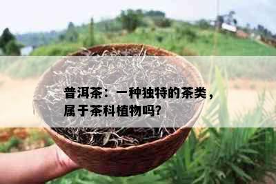 普洱茶：一种独特的茶类，属于茶科植物吗？