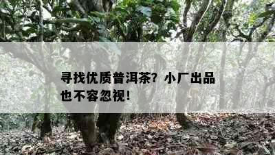 寻找优质普洱茶？小厂出品也不容忽视！