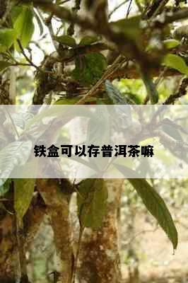 铁盒可以存普洱茶嘛