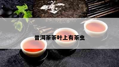 普洱茶茶叶上有茶虫