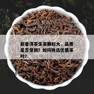 新普洱茶生茶颗粒大，品质是否受损？如何挑选优质茶叶？