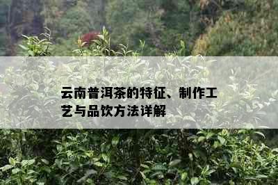 云南普洱茶的特征、制作工艺与品饮方法详解