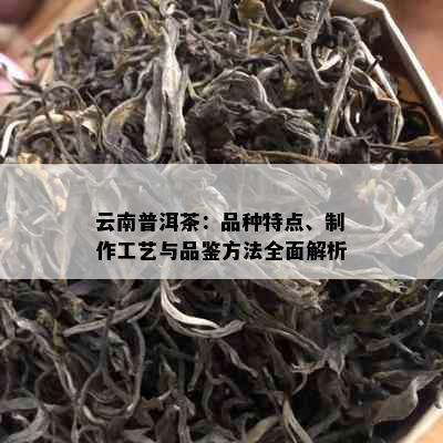 云南普洱茶：品种特点、制作工艺与品鉴方法全面解析