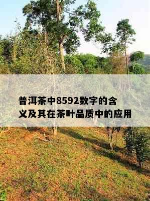 普洱茶中8592数字的含义及其在茶叶品质中的应用