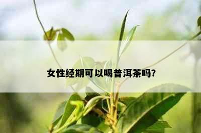 女性经期可以喝普洱茶吗？