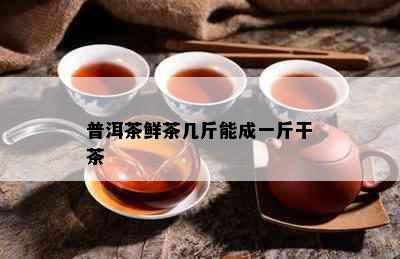 普洱茶鲜茶几斤能成一斤干茶