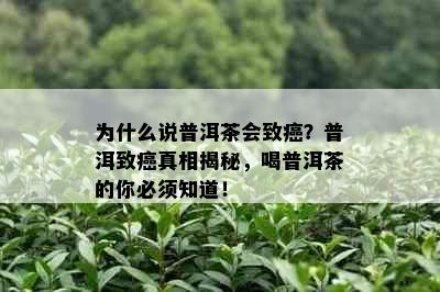 为什么说普洱茶会致癌？普洱致癌真相揭秘，喝普洱茶的你必须知道！