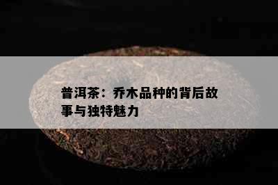 普洱茶：乔木品种的背后故事与独特魅力