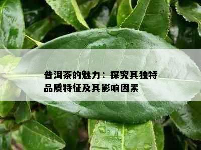 普洱茶的魅力：探究其独特品质特征及其影响因素