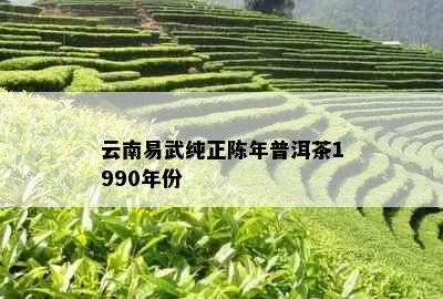 云南易武纯正陈年普洱茶1990年份