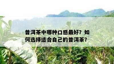 普洱茶中哪种口感更好？如何选择适合自己的普洱茶？