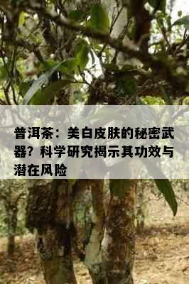 普洱茶：美白皮肤的秘密武器？科学研究揭示其功效与潜在风险