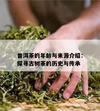 普洱茶的年龄与来源介绍：探寻古树茶的历史与传承